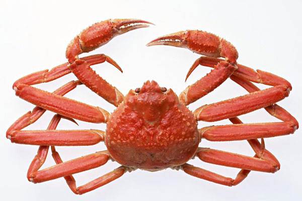 肉质鲜甜的大洋雪蟹